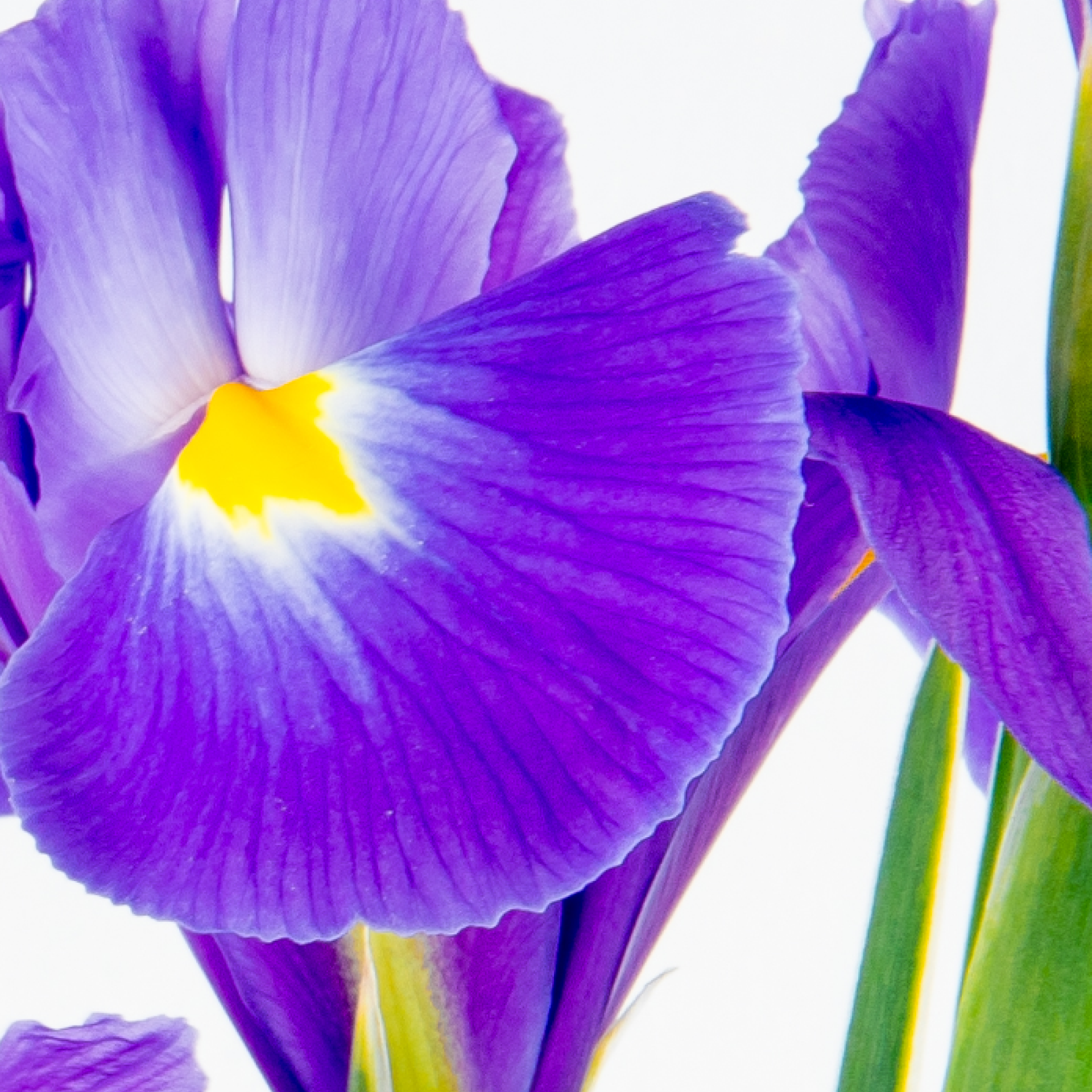 Iris