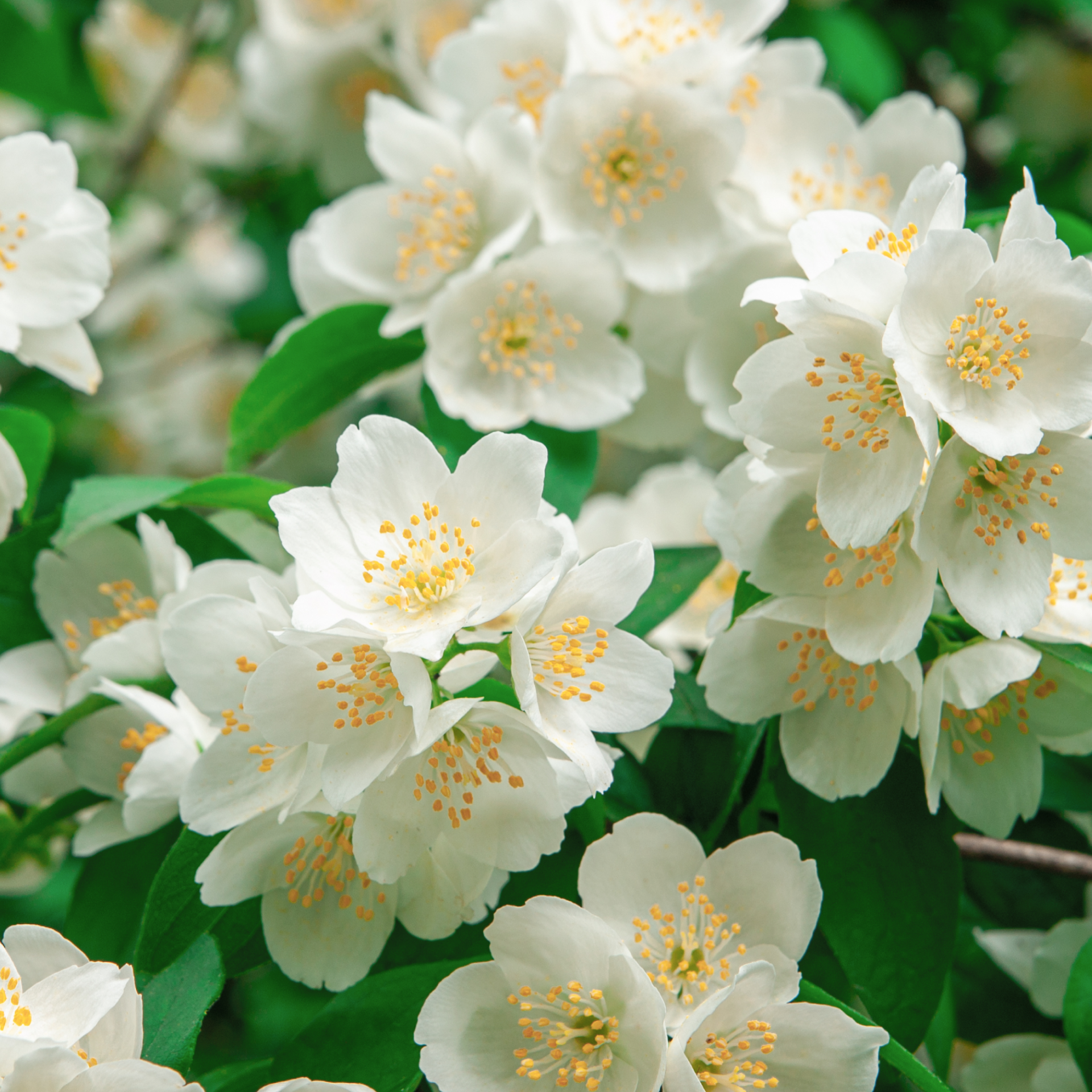 Jasmin