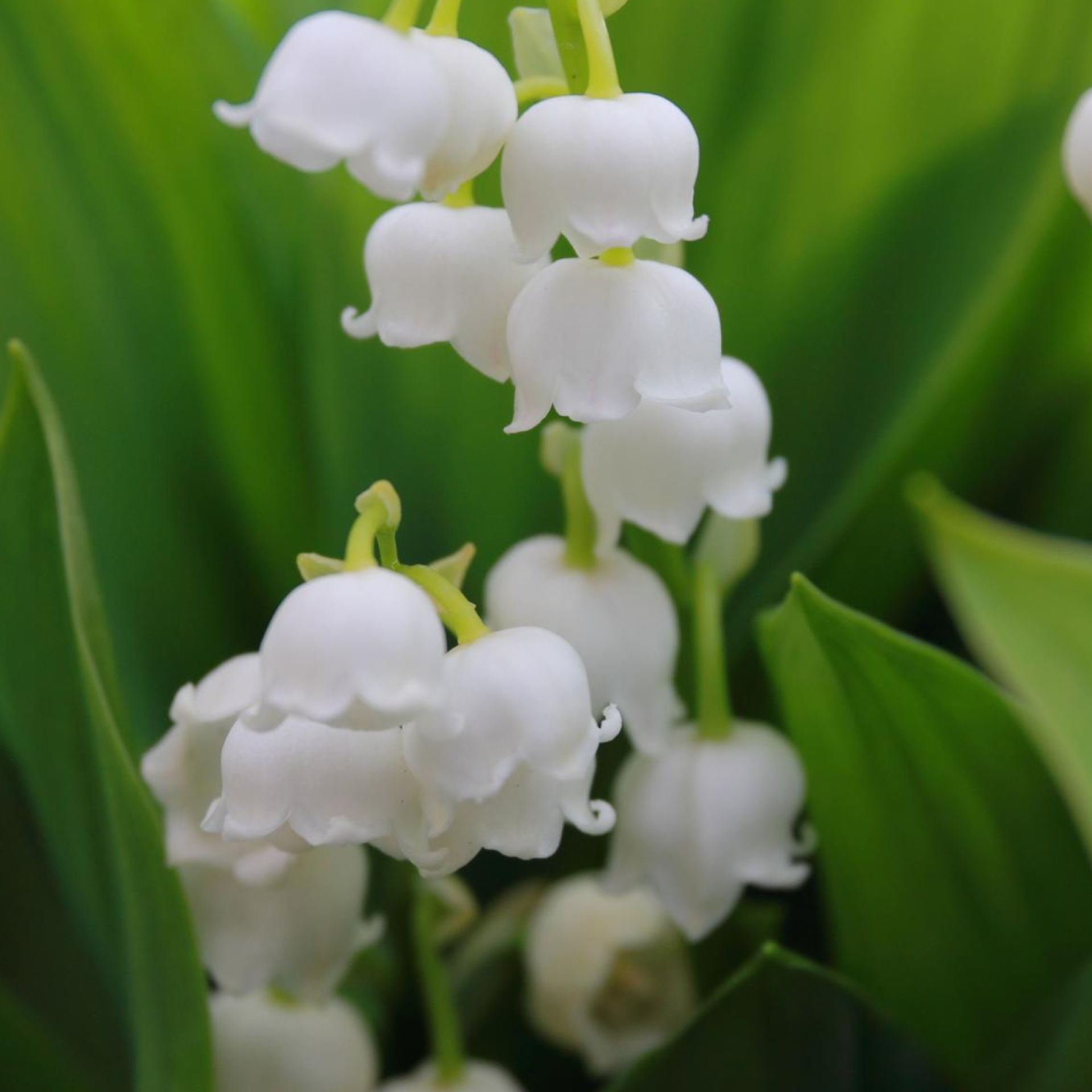 Muguet