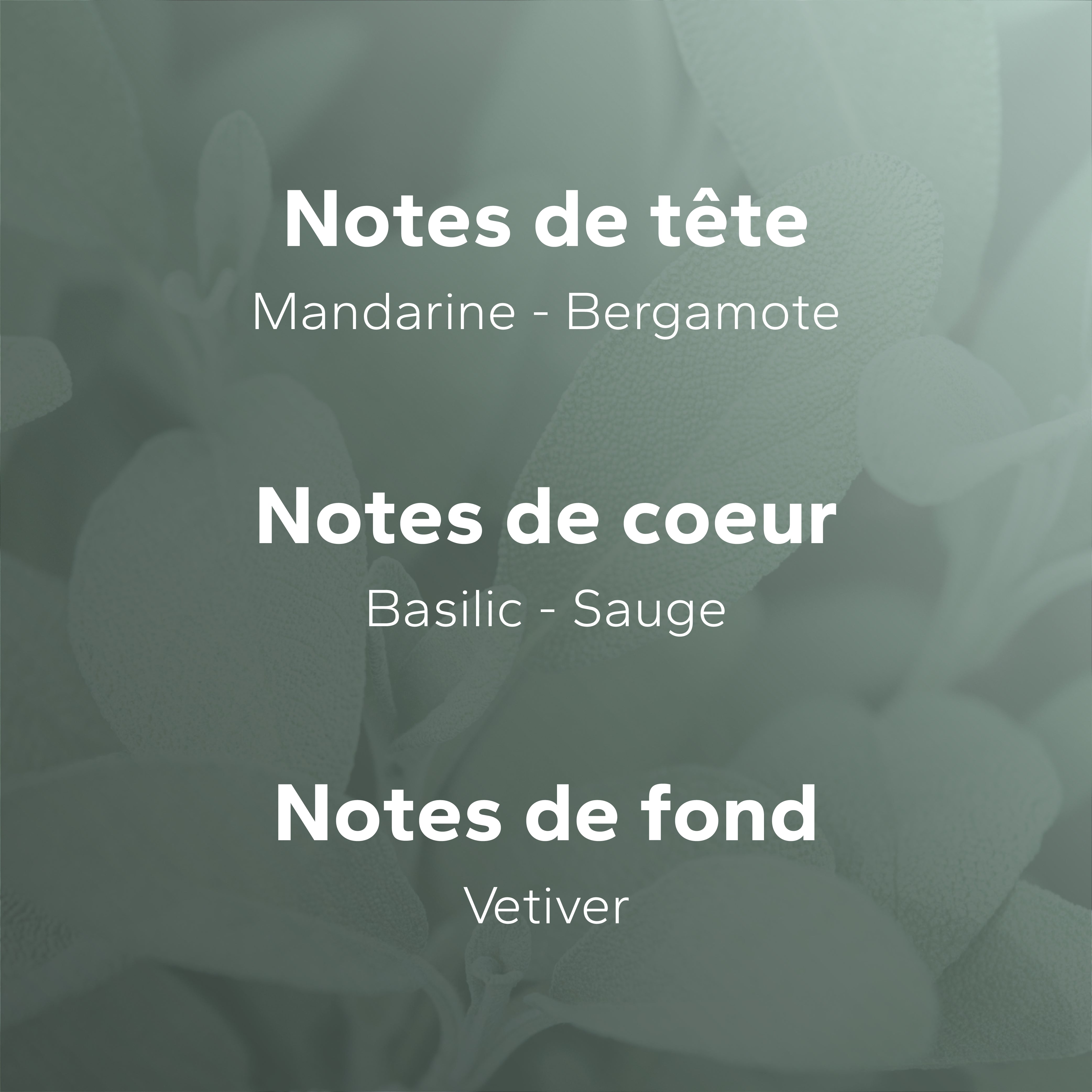 Mandarine Azur (ex Fruité) GabaritMandarineAzur-04_e89421e3-fd69-4049-bc23-1f7a14dd3772