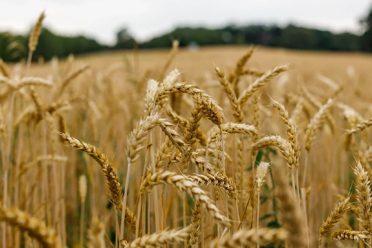 Pourquoi choisir un parfum enfant bio pour son enfant ?