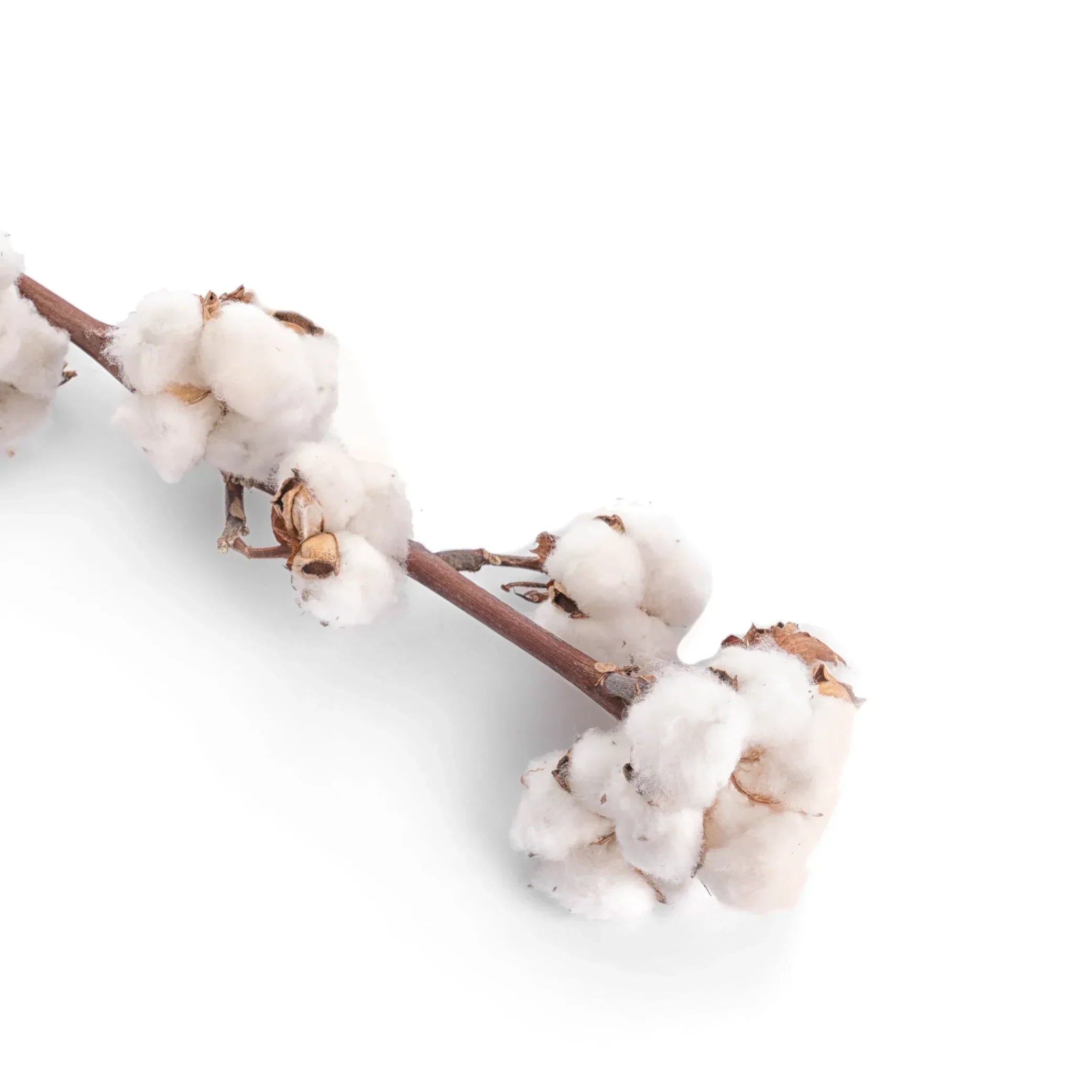 Muscs blancs : pourquoi tout le monde aime cette odeur ?