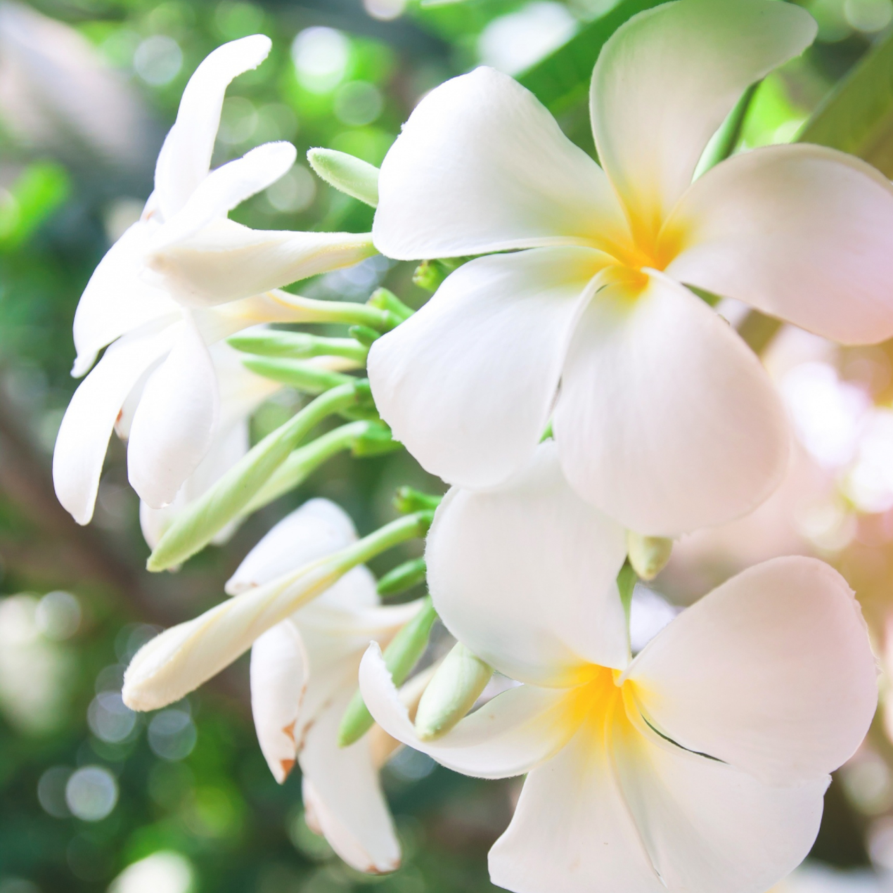 Les notes olfactives typiques du musc blanc dans les parfums