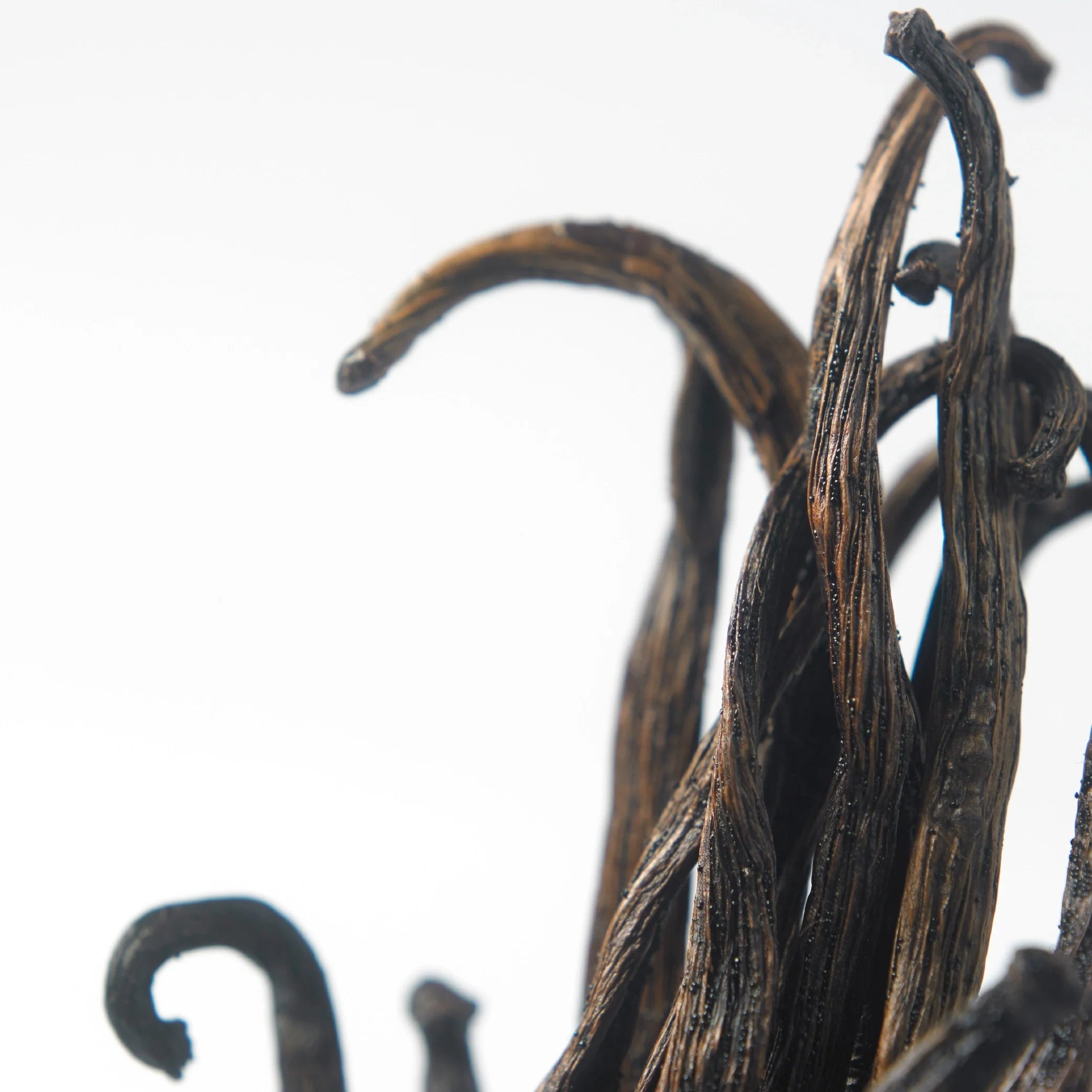 Parfum vanille unisexe : les meilleures compositions mixtes (douces, élégantes et intemporelles)