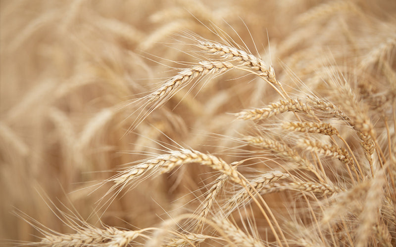 Alcool de blé bio naturel pour parfum enfant sans conservateur